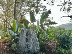 -银湖山郊野公园-相思林