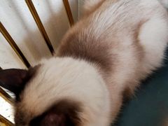 -喵喵咪呀布偶猫咖(春熙路店)