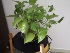 -双季花艺园艺市场(浦东店)