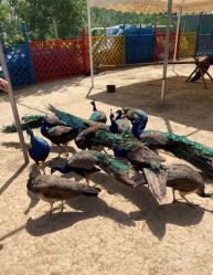 -萌宠亲子动物乐园(槐房万达店)