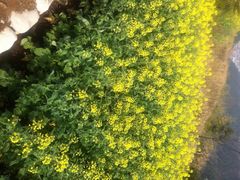 桑洲油菜花-桑洲油菜花景区