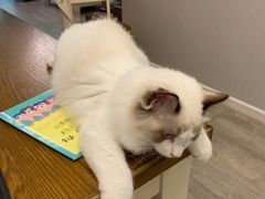 -申普宠物医院·心脏介入·心血管微创(总院)