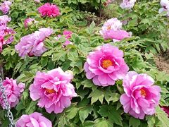 -合肥三国新城遗址公园