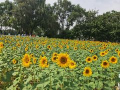-北陵公园