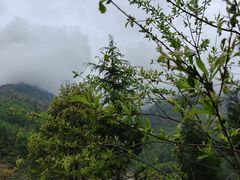 -卧龙中华大熊猫苑神树坪基地