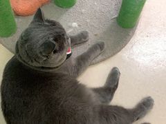 -猫在这儿猫咪咖啡馆·撸猫馆