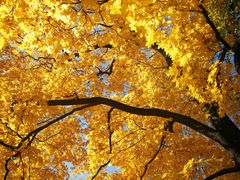 -滴血救世主教堂