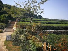 -中国茶叶博物馆(双峰馆区)