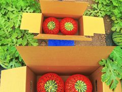 -樂桃源奉贤黄桃种植采摘基地