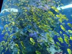 -芜湖新华联大白鲸海洋公园