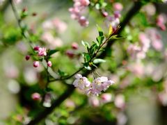 -浙江安吉JW万豪酒店·万豪中餐厅