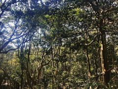 -梧桐山风景名胜区