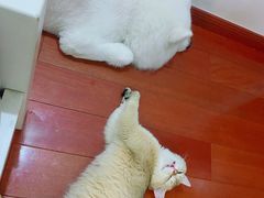 -东方名猫馆·英短金渐层布偶猫舍(环线广场1号楼店)