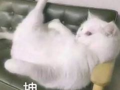 -陈记顺和潮汕鲜牛肉火锅(棠德南路店)