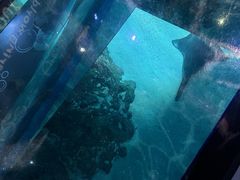 -暹罗海洋世界