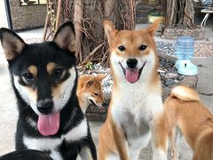 -柴犬高等学院·狗咖·柴犬售卖·宠物训练