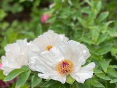 -洛阳市隋唐城遗址植物园