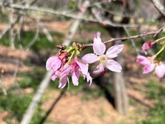 -天适樱花悠乐园