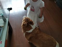 -爱侣宠医·鹦鹉专科·小型哺乳类·异宠专科(灵石路店)