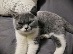 -猫宠乐园·专业洗护