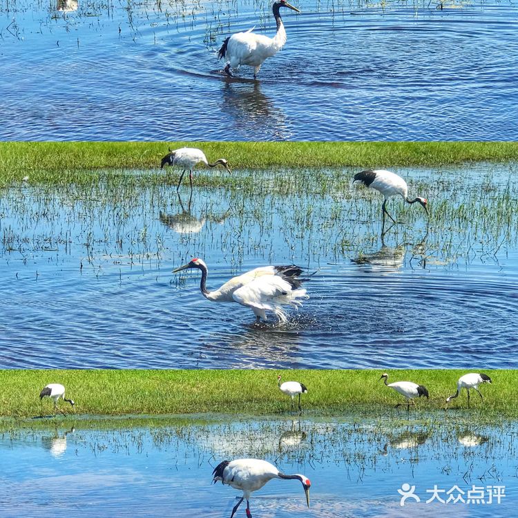 【旅行必打卡景点】鹤城齐齐哈尔，扎龙自然保护区