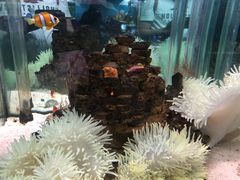 -太平洋海底世界