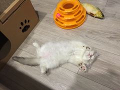 -Bastet sally猫舍购宠(静安店)