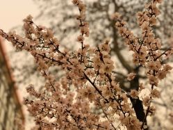 -北京七彩云南翡翠珠宝旗舰店(月坛店)