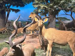 -国家自然博物馆