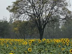 -汉长安城未央宫国家考古遗址公园