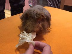 -藦茜花园宠物主题亲子互动体验馆(国顺东路店)