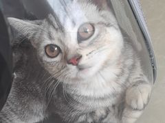 -瑞派福兴宠物医院犬猫全科·骨科·中西医结合(河东店)