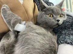 -纳吉亚猫专科动物医院博雅分院