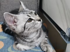 -lincat·猫舍(广州店)