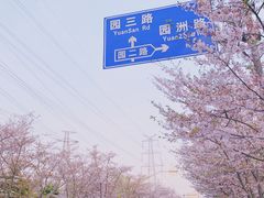 -高东镇樱花园