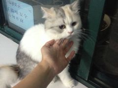 iphone_upload_pic-喵的天空名猫咖啡馆·撸猫·猫舍·用品