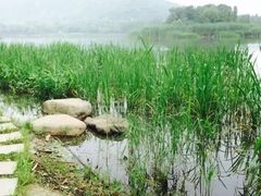 -长广溪湿地公园