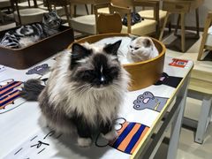 -藏猫猫咖啡主题馆(中央大道店)