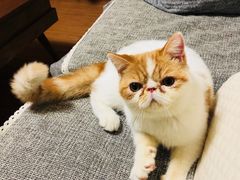 -猫大福·Fortune Cat猫舍(百子湾店)