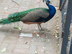 -长白岛森林公园