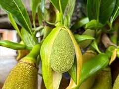 -西双版纳傣族园