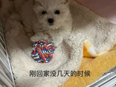 -唐小姐の猫狗洗护·购宠旗舰店(周浦万达店)