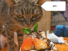 -猫小院猫主题餐厅(三里屯店)