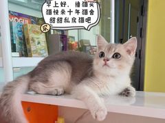 -Bastet sally猫舍购宠(静安店)