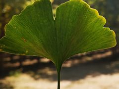 -汉景帝阳陵博物院