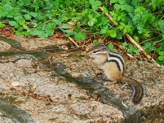 -五营红松林海景区