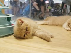 -屋虎猫馆(宝安大仟里店)