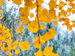 -长白岛森林公园