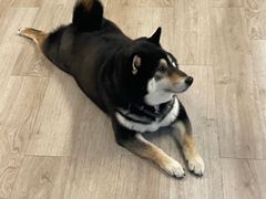 -柴迷FANS CLUB·柴犬狗咖·猫咖