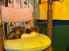 -平行世界·猫咖(首经贸店)